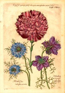 Love-in-a-mist, Spanish love-in-a-mist, Carnation. Nigella damascena, N. hispanica, and Dianthus caryophyllus. Viridarium Reformatum, seu Regnum Vegetabile- Krauter Buch or Newly Revised Garden of the Plant Kingdom- Herb Book, Valentini, M. B. (1719)