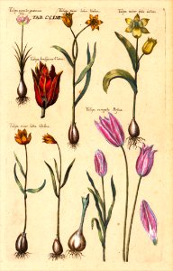 Tulips. Tulipa species (1719)