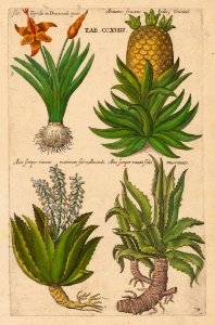 Aloe sp., and pineapple. Viridarium Reformatum, seu Regnum Vegetabile- Krauter Buch or Newly Revised Garden of the Plant Kingdom- Herb Book, Valentini, M. B. (1719). Free illustration for personal and commercial use.