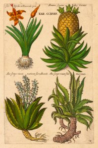 Aloe sp., and pineapple. Viridarium Reformatum, seu Regnum Vegetabile- Krauter Buch or Newly Revised Garden of the Plant Kingdom- Herb Book, Valentini, M. B. (1719)