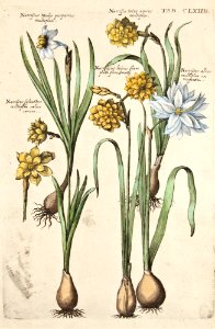 Narcissus spp. Viridarium Reformatum, seu Regnum Vegetabile- Krauter Buch or Newly Revised Garden of the Plant Kingdom- Herb Book, Valentini, M. B. (1719)