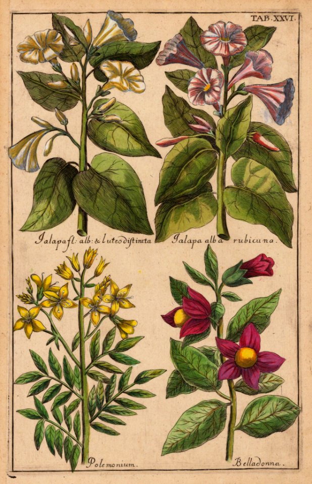 Four O'Clocks (Mirabilis jalapa) and Polemonium sp. Viridarium Reformatum, seu Regnum Vegetabile- Krauter Buch or Newly Revised Garden of the Plant Kingdom- Herb Book, Valentini, M. B. (1719)