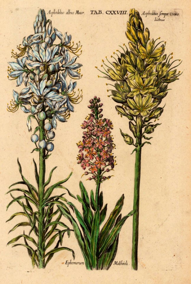 Asphodelus sp. Viridarium Reformatum, seu Regnum Vegetabile- Krauter Buch or Newly Revised Garden of the Plant Kingdom- Herb Book, Valentini, M. B. (1719)
