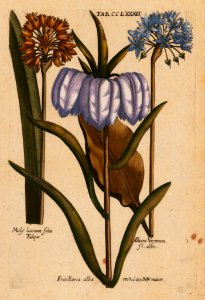 Fritallaria and Allium. Viridarium Reformatum, seu Regnum Vegetabile- Krauter Buch or Newly Revised Garden of the Plant Kingdom- Herb Book, Valentini, M. B. (1719)