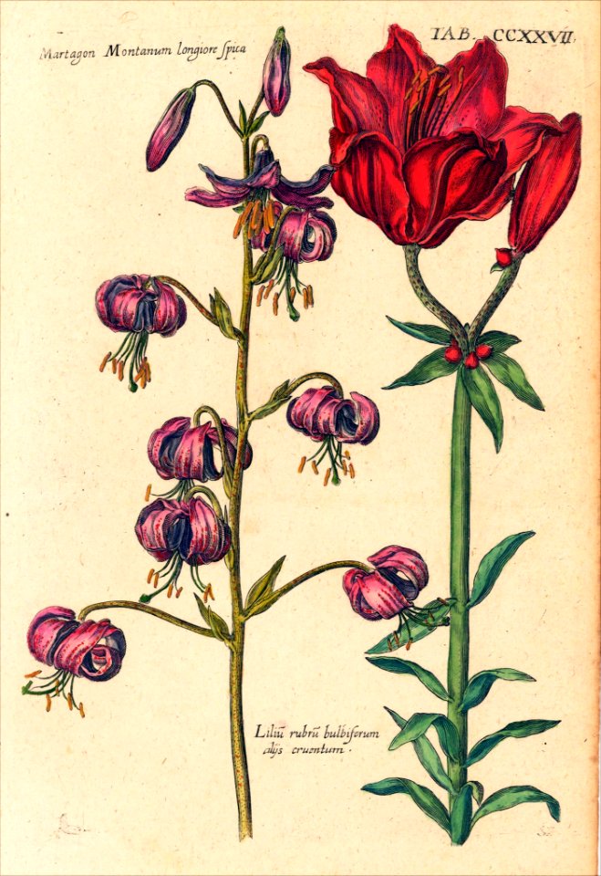 Lilies. Lilium spp. Viridarium Reformatum, seu Regnum Vegetabile- Krauter Buch or Newly Revised Garden of the Plant Kingdom- Herb Book, Valentini, M. B. (1719)