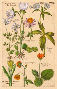 Ranunculus sp. Viridarium Reformatum, seu Regnum Vegetabile- Krauter Buch or Newly Revised Garden of the Plant Kingdom- Herb Book, Valentini, M. B. (1719)