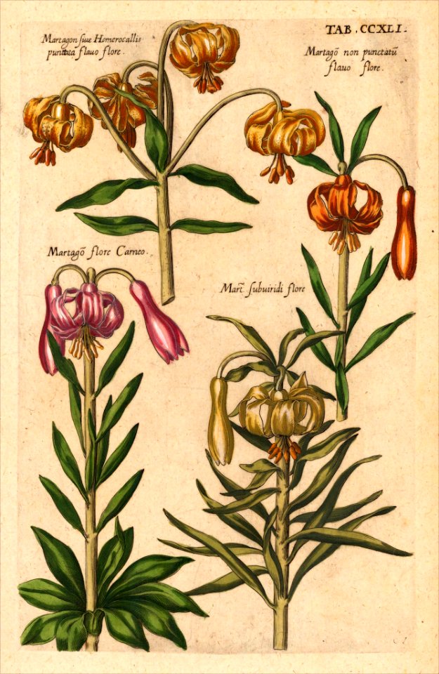 Martagon Lilies. Viridarium Reformatum, seu Regnum Vegetabile- Krauter Buch or Newly Revised Garden of the Plant Kingdom- Herb Book, Valentini, M. B. (1719)