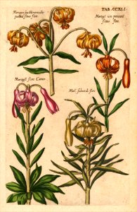Martagon Lilies. Viridarium Reformatum, seu Regnum Vegetabile- Krauter Buch or Newly Revised Garden of the Plant Kingdom- Herb Book, Valentini, M. B. (1719)