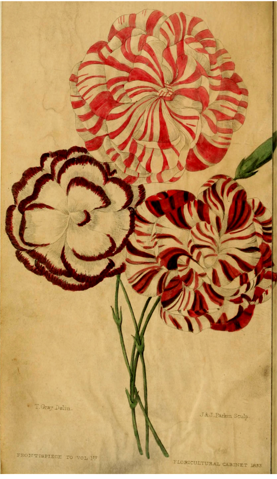 Carnation. Dianthus caryolphyllus. The Floricultural Cabinet and Florist's Magazine.  vol. 1 (1834)