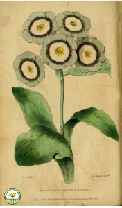 Auricula. The Floricultural Cabinet and Florist's Magazine. vol. 1 (1834). Free illustration for personal and commercial use.