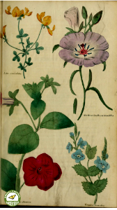 Veronica, Nierembergia, Oenothera, and Lotus. The Floricultural Cabinet and Florist's Magazine. vol. 1 (1834)