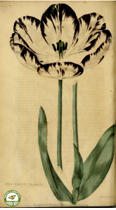 Tulip 'Miss Fanny Kemble.' The Floricultural Cabinet and Florist's Magazine. vol. 1 (1834). Free illustration for personal and commercial use.