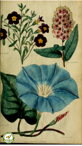 Morning glory and Spiraea. The Floricultural Cabinet and Florist's Magazine. vol. 1 (1834)