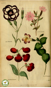 Dianthus, Calceolaria, Mimulus, and Lychnis. The Floricultural Cabinet and Florist's Magazine. vol. 1 (1834)