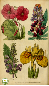 Salvia, Iris, Oxalis, and Lupinus. The Floricultural Cabinet and Florist's Magazine. vol. 1 (1834). Free illustration for personal and commercial use.