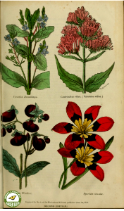 Calceolaria, Sparaxis, Veronica, and Centranthus. The Floricultural Cabinet and Florist's Magazine. vol. 1 (1834)