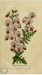 The Floricultural Cabinet and Florist's Magazine. vol. 1 (1834)