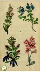 Lobelia, Hesperis, and Veronicas. The Floricultural Cabinet and Florist's Magazine. vol. 1 (1834). Free illustration for personal and commercial use.
