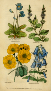 Oxalis, Adenophora, and Veronica. The Floricultural Cabinet and Florist's Magazine. vol. 1 (1834). Free illustration for personal and commercial use.