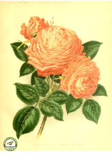 Rosa hort. cv. Comptesse de Serenye. The garden. An illustrated weekly journal of horticulture in all its branches [ed. William Robinson], vol. 11- (1877). Free illustration for personal and commercial use.