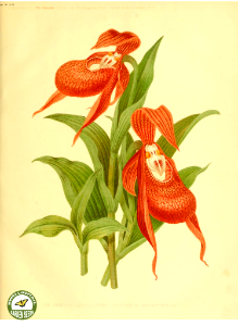 Cypripedium macranthon Sw. The garden. An illustrated weekly journal of horticulture in all its branches [ed. William Robinson], vol. 11- (1877). Free illustration for personal and commercial use.