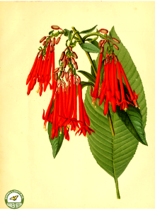 Fuchsia boliviana Carrière - The garden. An illustrated weekly journal of horticulture in all its branches [ed. William Robinson], vol. 11- (1877). Free illustration for personal and commercial use.