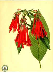 Fuchsia boliviana Carrière - The garden. An illustrated weekly journal of horticulture in all its branches [ed. William Robinson], vol. 11- (1877)