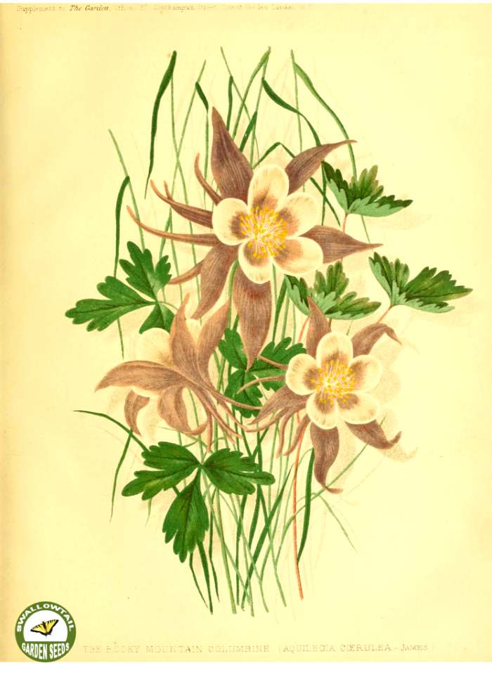 Rocky Mountain columbine. Aquilegia caerulea. The garden. An illustrated weekly journal of horticulture in all its branches [ed. William Robinson], vol. 11- (1877)