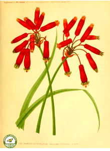 Brodiaea coccinea A. Gray | The garden. An illustrated weekly journal of horticulture in all its branches [ed. William Robinson], vol. 11- (1877). Free illustration for personal and commercial use.