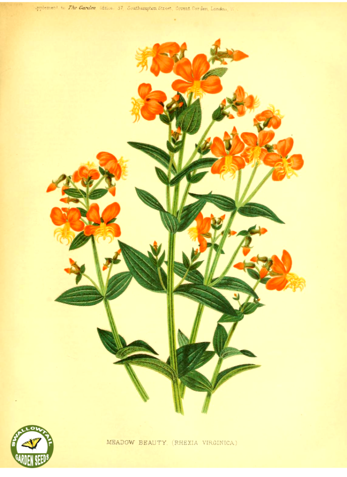 Rhexia virginica L. The garden. An illustrated weekly journal of horticulture in all its branches [ed. William Robinson], vol. 11- (1877)