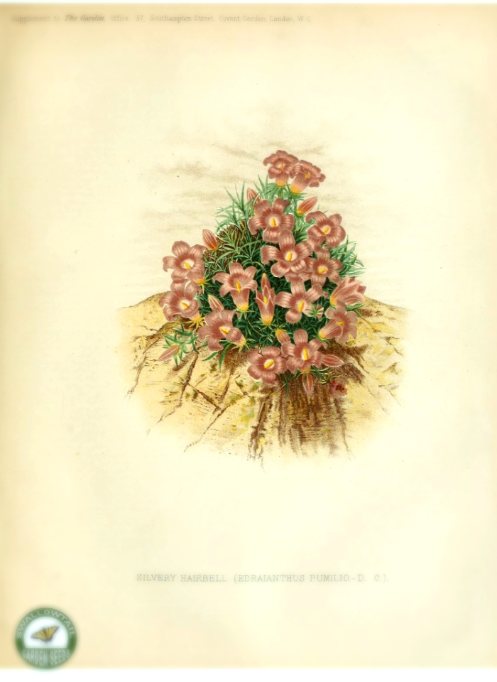 Edraianthus pumilio (Port. ex Schultes) A. DC. The garden. An illustrated weekly journal of horticulture in all its branches [ed. William Robinson], vol. 11- (1877)