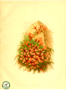 Saponaria pumilio (L.) Fenzl ex A.Braun -The garden. An illustrated weekly journal of horticulture in all its branches [ed. William Robinson], vol. 11- (1877)