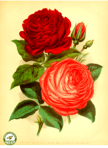 Roses 'Reynolds hole' and 'Francois Michelon.'. Free illustration for personal and commercial use.