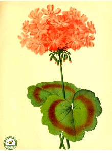 Garden geranium. The garden. An illustrated weekly journal of horticulture in all its branches [ed. William Robinson], vol. 11- (1877). Free illustration for personal and commercial use.