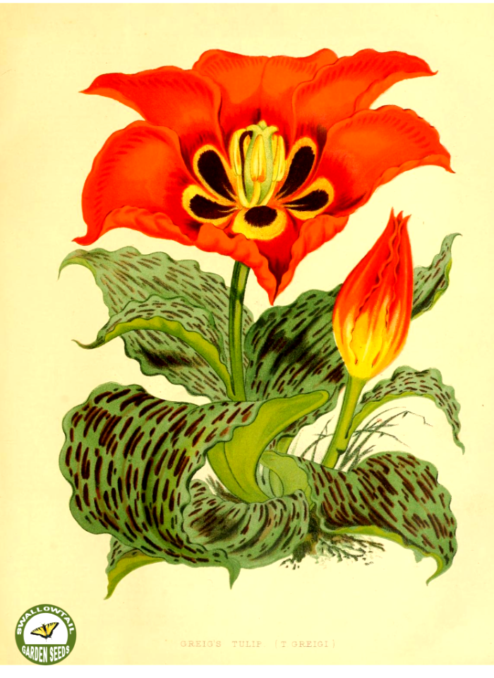 Tulipa greigii Regel | The garden. An illustrated weekly journal of horticulture in all its branches [ed. William Robinson], vol. 11- (1877)