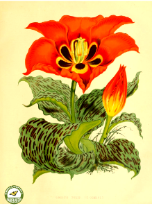 Tulipa greigii Regel | The garden. An illustrated weekly journal of horticulture in all its branches [ed. William Robinson], vol. 11- (1877). Free illustration for personal and commercial use.