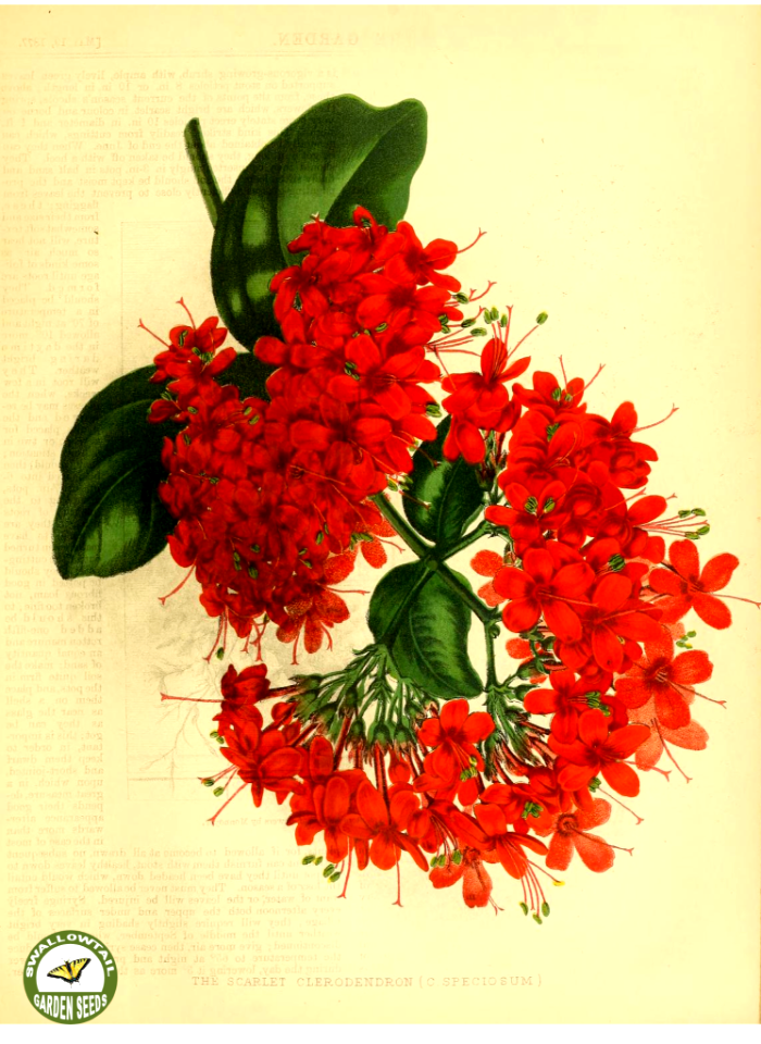 Clerodendrum speciosum W.Bull | The garden. An illustrated weekly journal of horticulture in all its branches [ed. William Robinson], vol. 11- (1877)