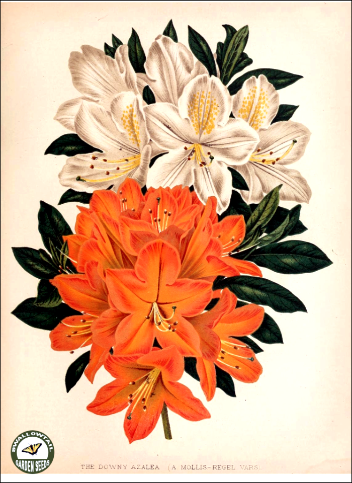 Rhododendron molle (Blume) G. Don var. hort. The garden. An illustrated weekly journal of horticulture in all its branches [ed. William Robinson], vol. 11- (1877)