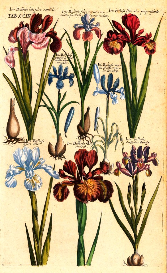 Iris spp. Viridarium Reformatum, seu Regnum Vegetabile- Krauter Buch or Newly Revised Garden of the Plant Kingdom- Herb Book, Valentini, M. B. (1719) [M. Merian]