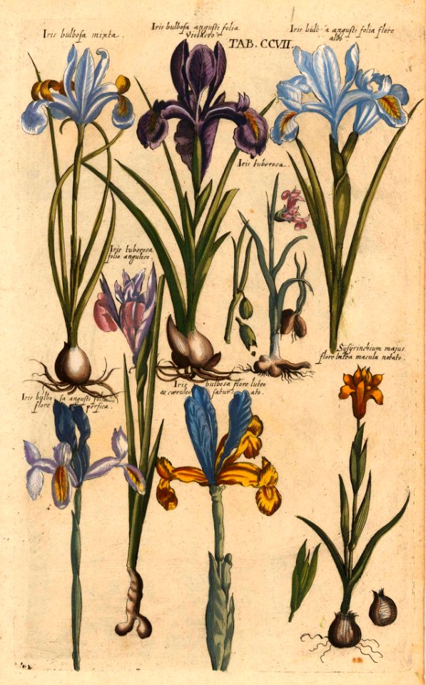 Iris spp. and Sysyrinchium maius flore luteo macula notata. Viridarium Reformatum, seu Regnum Vegetabile- Krauter Buch or Newly Revised Garden of the Plant Kingdom- Herb Book, Valentini, M. B. (1719) [M. Merian]