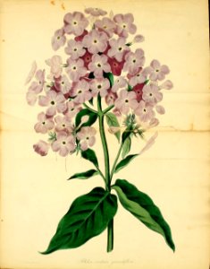 Phlox cordata var. grandiflora. Magazine of botany and register of flowering plants J. Paxton, vol. 1 (1834)