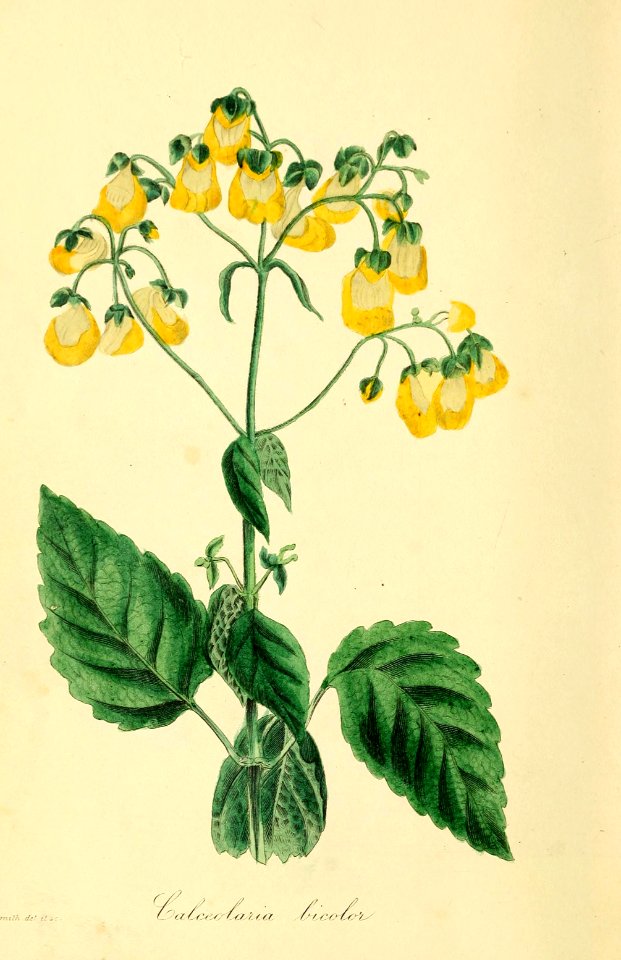 Calceolaria bicolor. Magazine of botany and register of flowering plants J. Paxton, vol. 1 (1834)