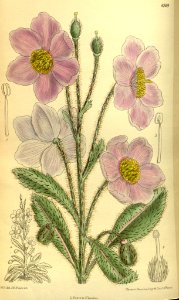 Meconopsis rudis - 1914. Free illustration for personal and commercial use.