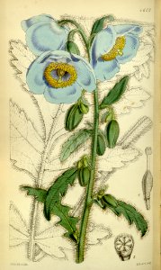 Meconopsis poppy (Meconopsis wallichii). Free illustration for personal and commercial use.