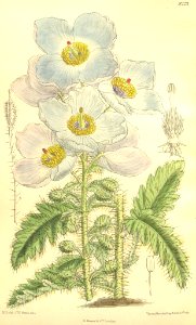 Meconopsis sinuata - 1908. Free illustration for personal and commercial use.