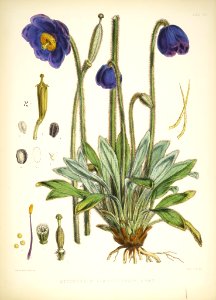 Blue-poppy (Meconopsis simplicifolia)