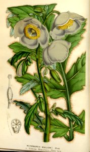 Meconopsis paniculata - 1853. Free illustration for personal and commercial use.