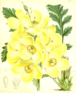 Meconopsis nepalensis - 1866