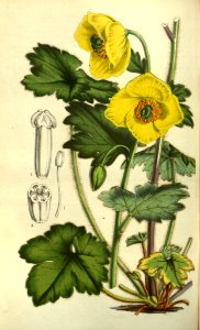 Meconopsis villosa - 1852