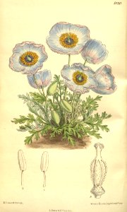 Meconopsis bella - 1907. Free illustration for personal and commercial use.